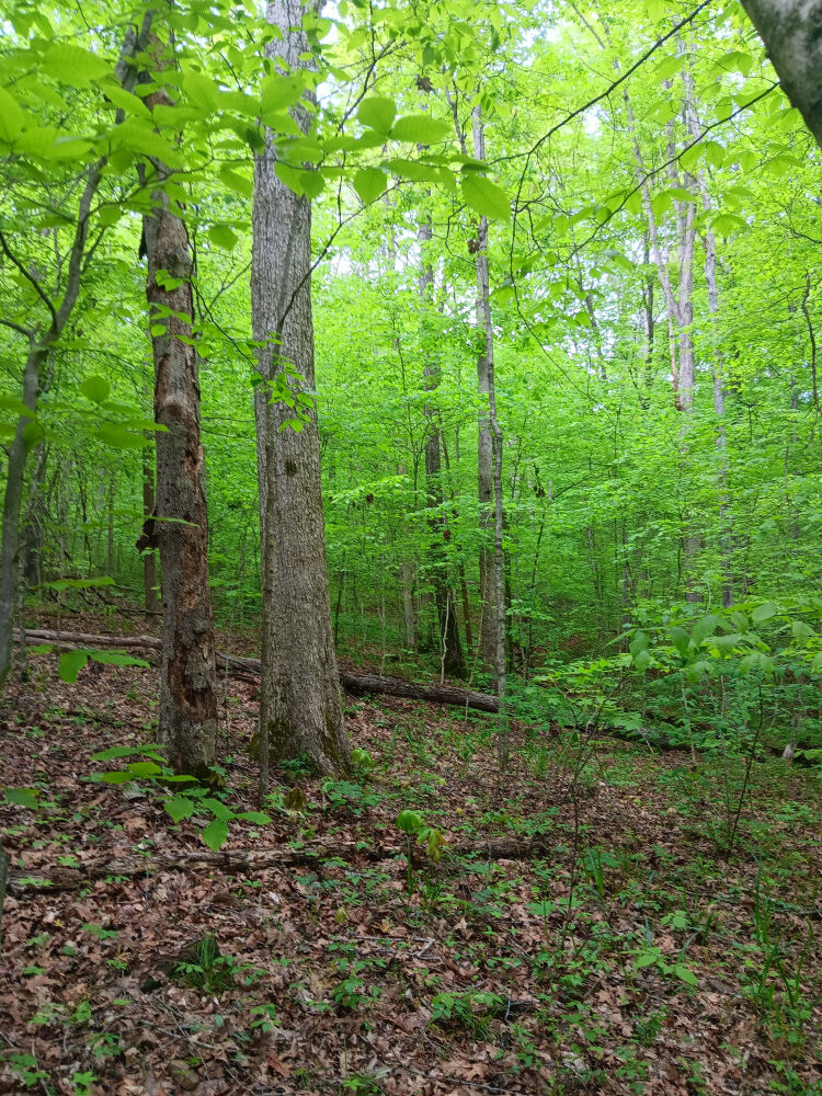 Lot image 4