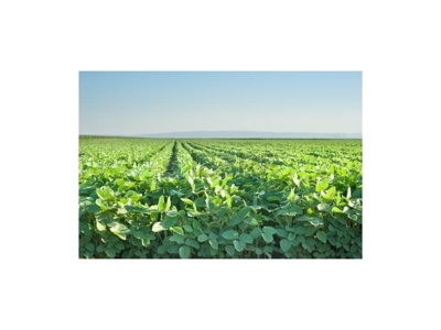 220 +/- Acres, Shiawassee &Genesee Co. (3 Tracts) featured photo