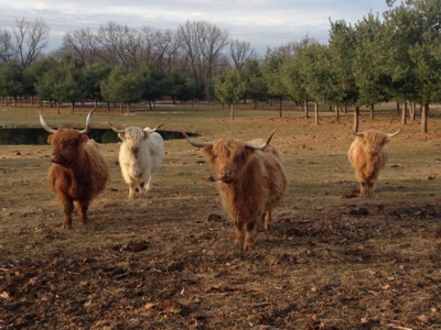 Pollick Farms Cattle On-Line Only - Horse Race Finish featured photo