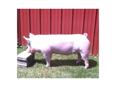 Birchmeier & Spartan Show Pigs On-Line Sale featured photo