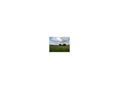 Absolute Auction 2 Farms; House & Lot, Equip, & Personal Property featured photo
