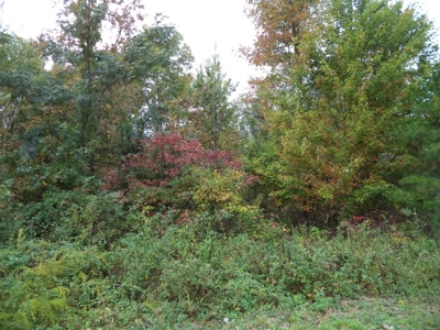 Absolute Auction Bank Owned  +/- 7 Acres of Land featured photo