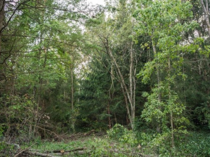 Guernsey County Land Auction featured photo 4