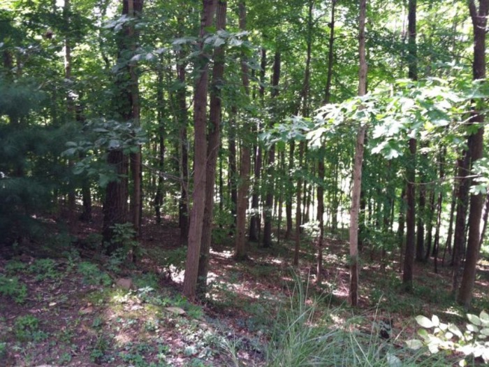 Rogers Real Estate Auction featured photo 5