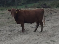 J.J. Detweiler Land & Cattle Co. Auction Day 1 featured photo 7