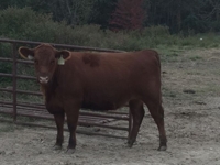 J.J. Detweiler Land & Cattle Co. Auction Day 1 featured photo 6