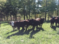 J.J. Detweiler Land & Cattle Co. Auction Day 1 featured photo 11