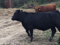 J.J. Detweiler Land & Cattle Co. Auction Day 1 featured photo 8