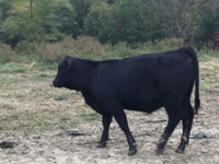 J.J. Detweiler Land & Cattle Co. Auction Day 1 featured photo 9