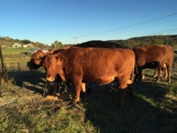 J.J. Detweiler Land & Cattle Co. Auction Day 1 featured photo 12