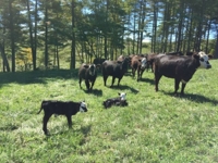 J.J. Detweiler Land & Cattle Co. Auction Day 1 featured photo 10