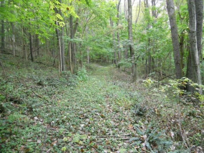Winslow Estate Land Auction * Wooded Hunting Land Tiverton Center featured photo 5