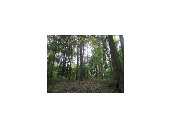 Winslow Estate Land Auction * Wooded Hunting Land Tiverton Center featured photo 2