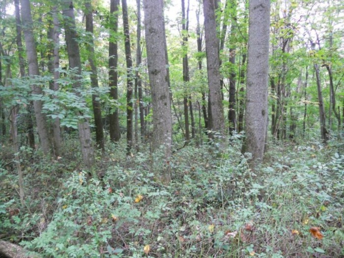 Winslow Estate Land Auction * Wooded Hunting Land Tiverton Center featured photo 10