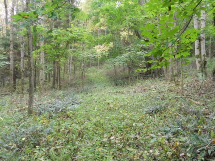 Winslow Estate Land Auction * Wooded Hunting Land Tiverton Center featured photo 8