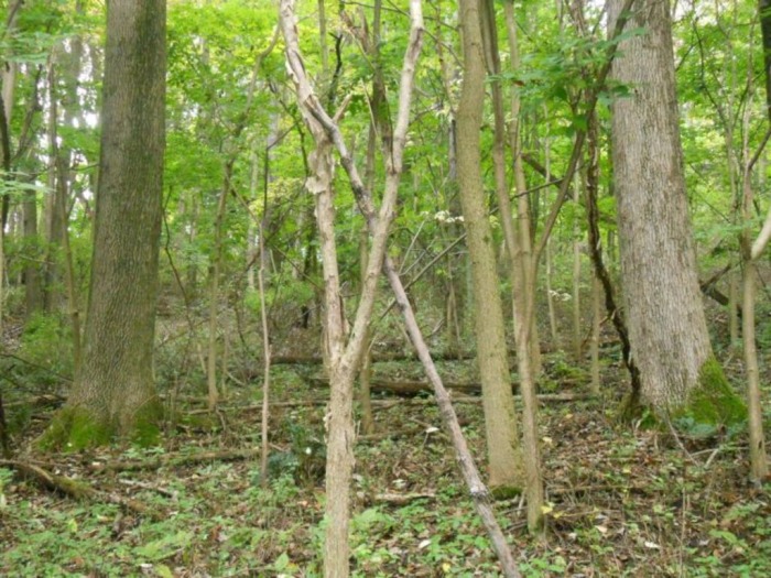Winslow Estate Land Auction * Wooded Hunting Land Tiverton Center featured photo 6
