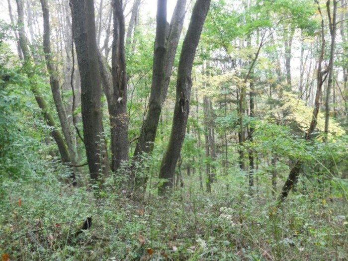 Winslow Estate Land Auction * Wooded Hunting Land Tiverton Center featured photo 9