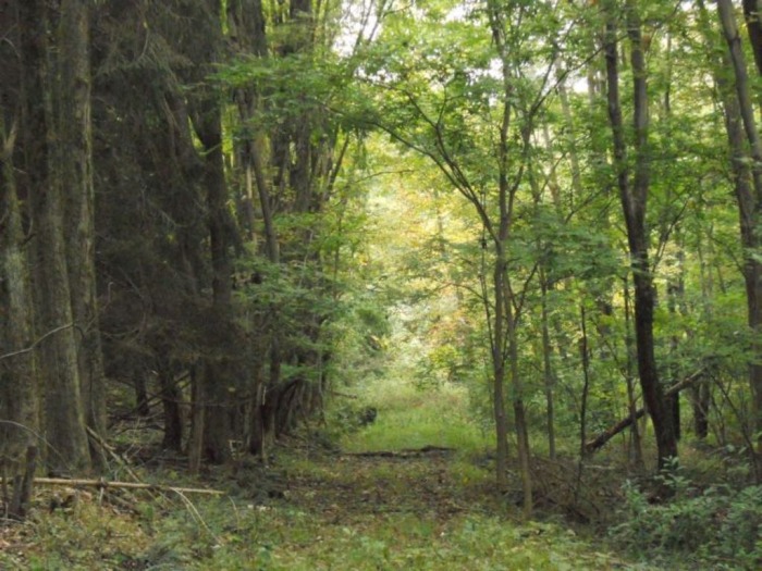Winslow Estate Land Auction * Wooded Hunting Land Tiverton Center featured photo 12