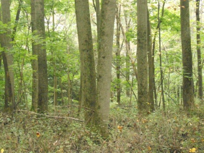 Winslow Estate Land Auction * Wooded Hunting Land Tiverton Center featured photo 11
