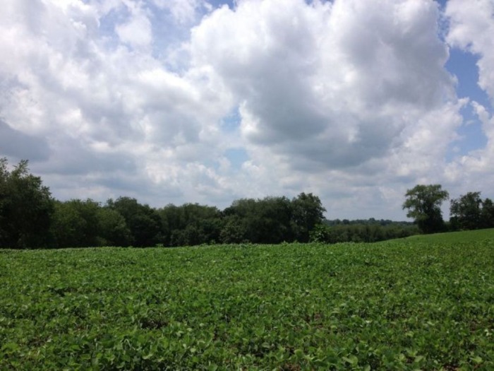 Exciting Harrison County Land & Mineral Auction featured photo 9