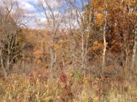 77.2 Acre Hilltop Farm - Auction #2 featured photo 4