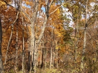 77.2 Acre Hilltop Farm - Auction #2 featured photo 11