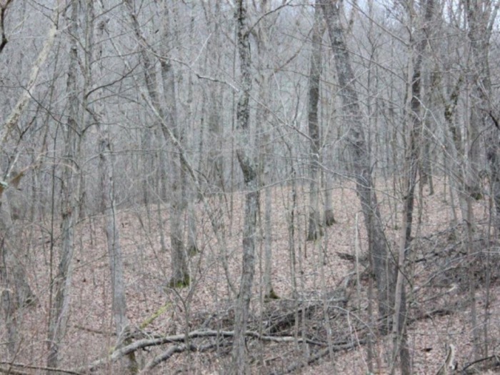 Morgan County Land Auction & Mineral Auction featured photo 8