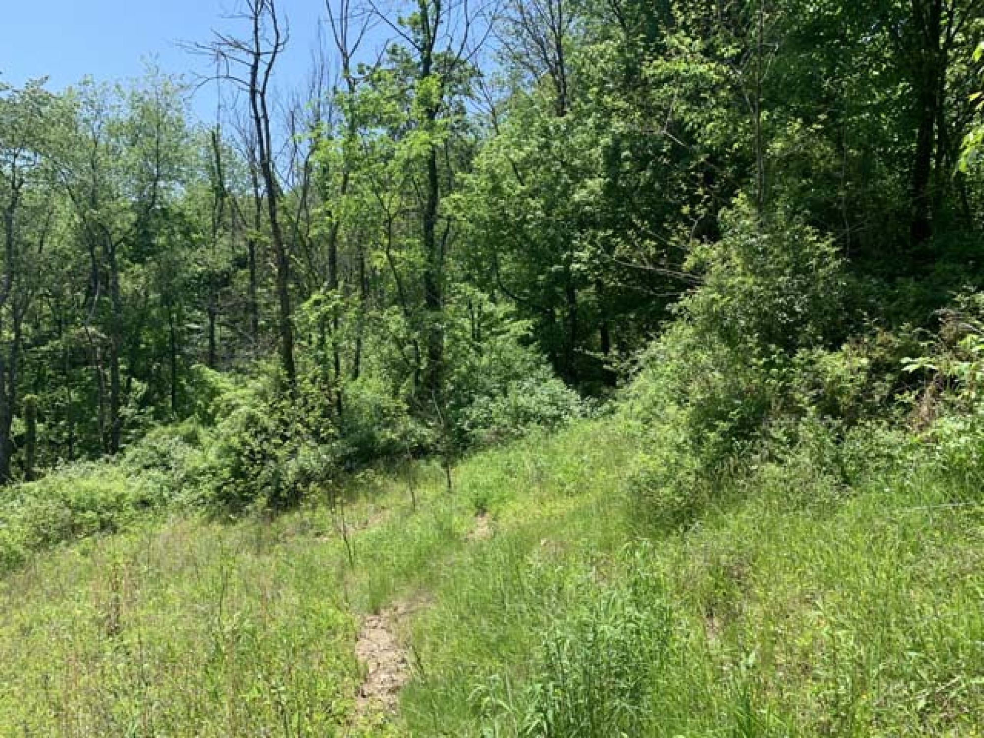 Roswell Area Land Auction featured photo 4