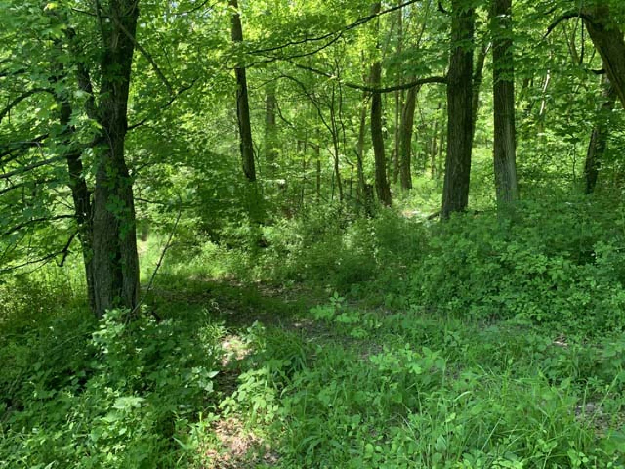 Roswell Area Land Auction featured photo 5