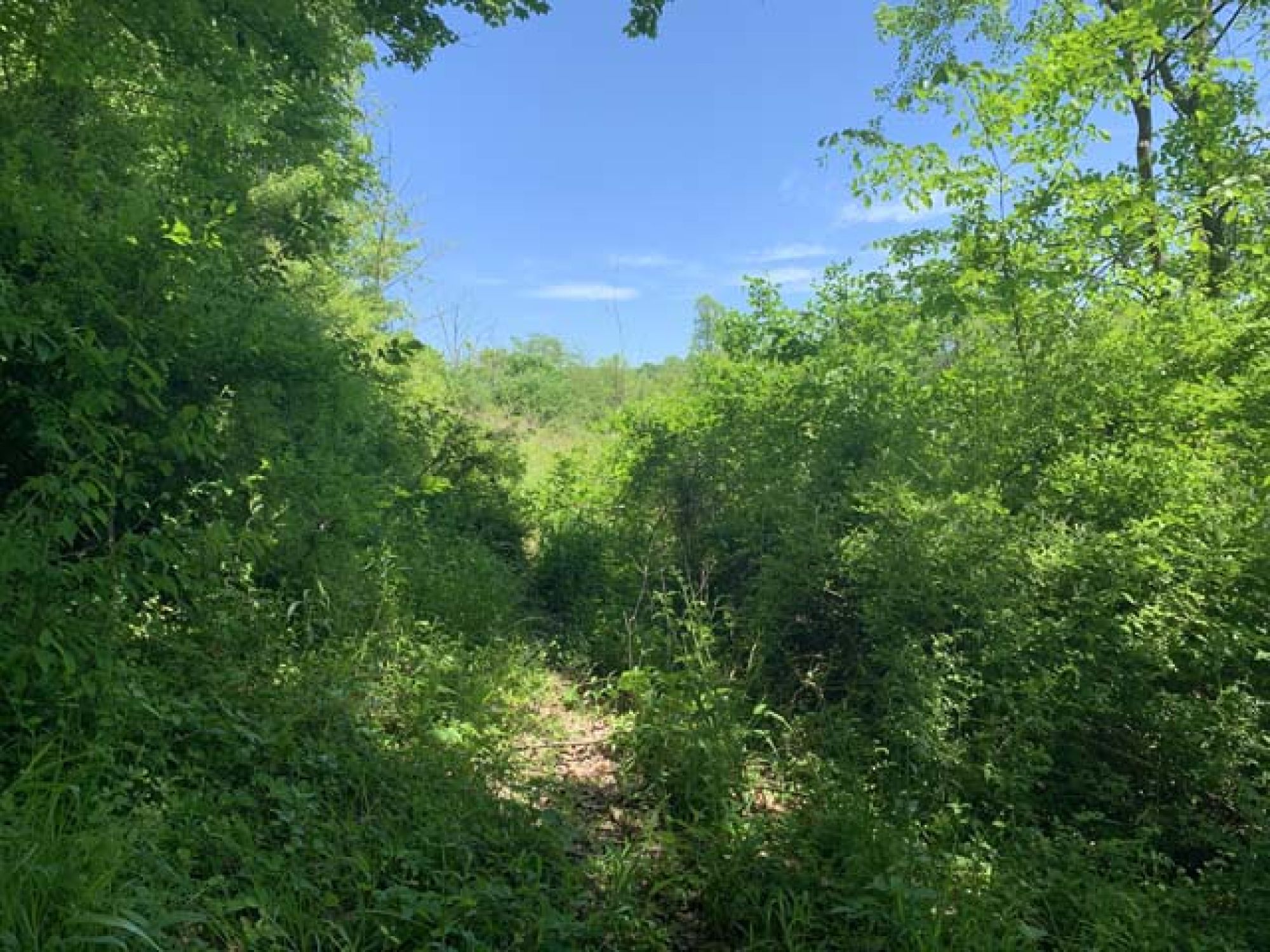 Roswell Area Land Auction featured photo 7