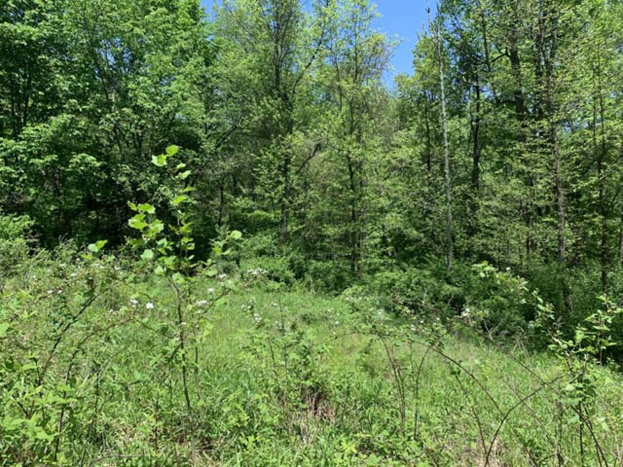 Roswell Area Land Auction featured photo 12