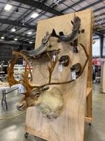 Mid Ohio Taxidermy Auction featured photo 10