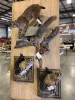 Mid Ohio Taxidermy Auction featured photo 12