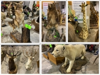 Taxidermy Man Cave Auction - Large Collection! featured photo 1