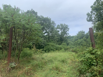 Absolute 41 Acre Harrison County Land & Cabin featured photo 12