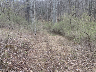 Randolph County Land, Investment Opportunity featured photo 6