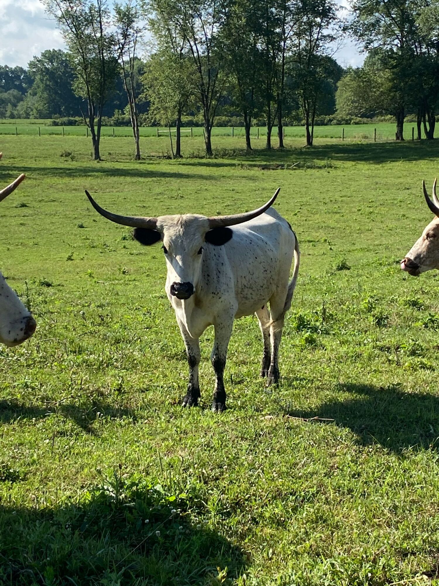 Live & Online Bidding Longhorn Cattle-Harley Davidson-Equipment-Sheds featured photo 10